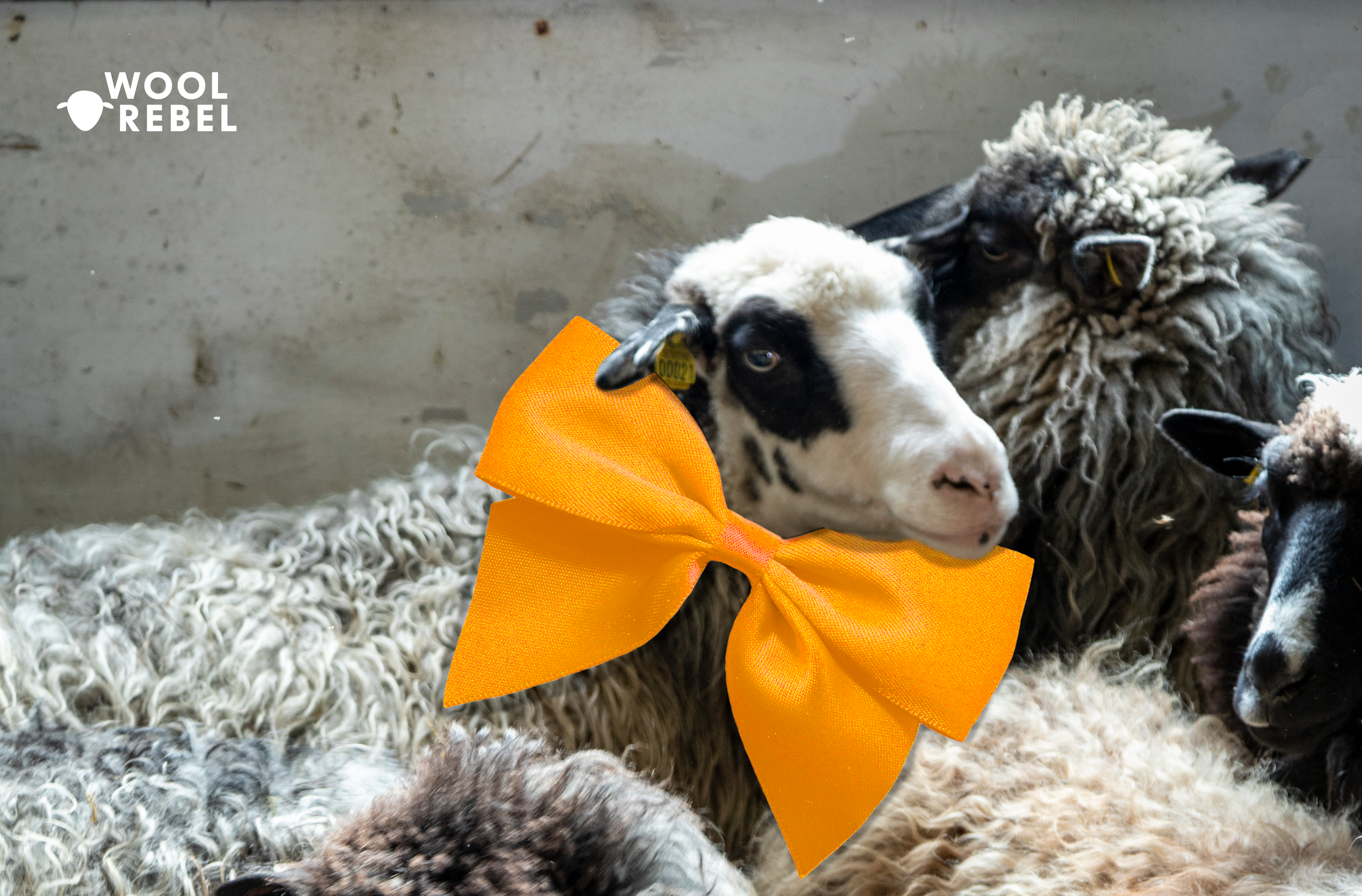 Wool Rebel Geschenkkarte
