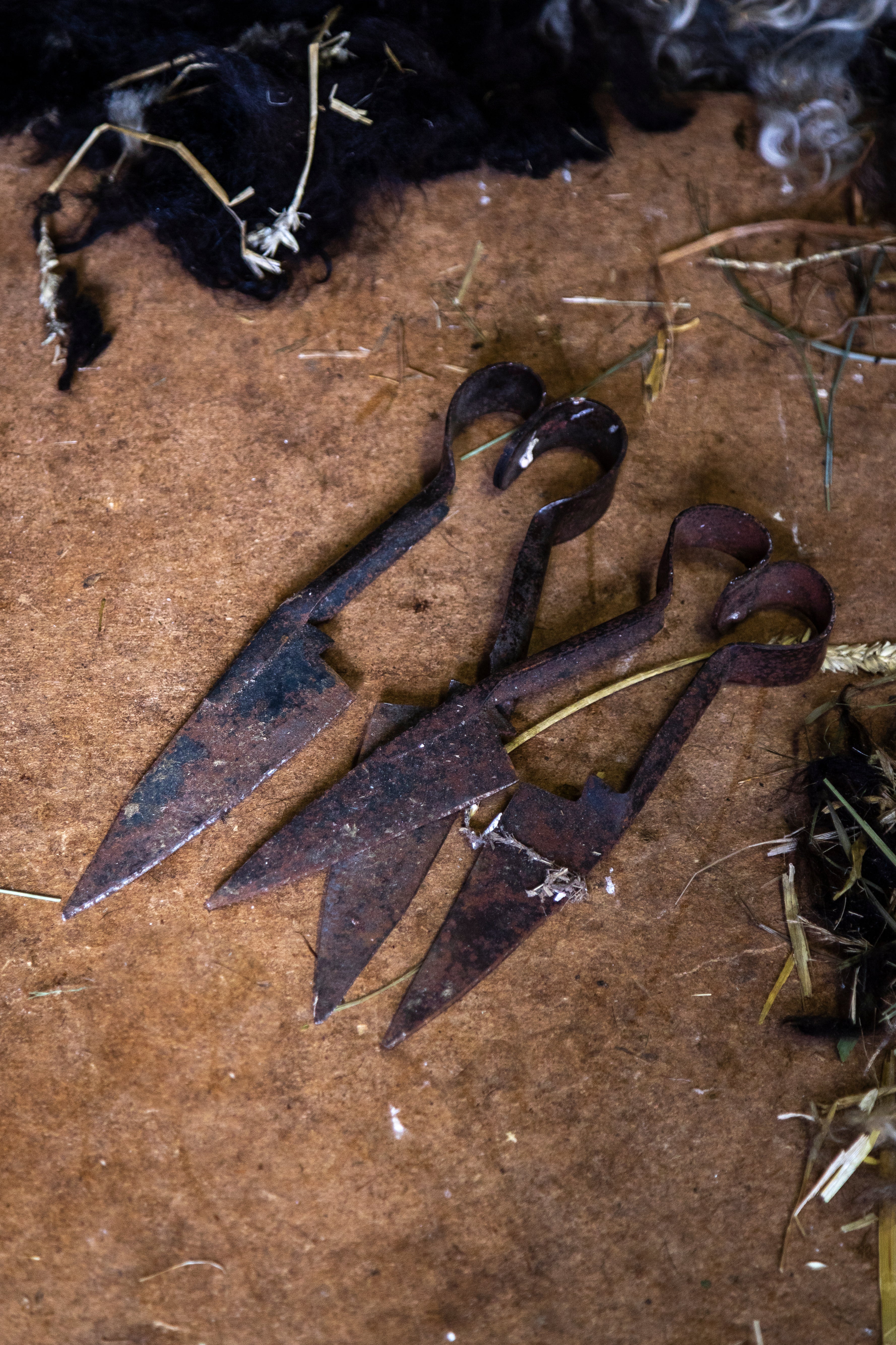 Johan Uhlås- en musikalisk fårklippare.