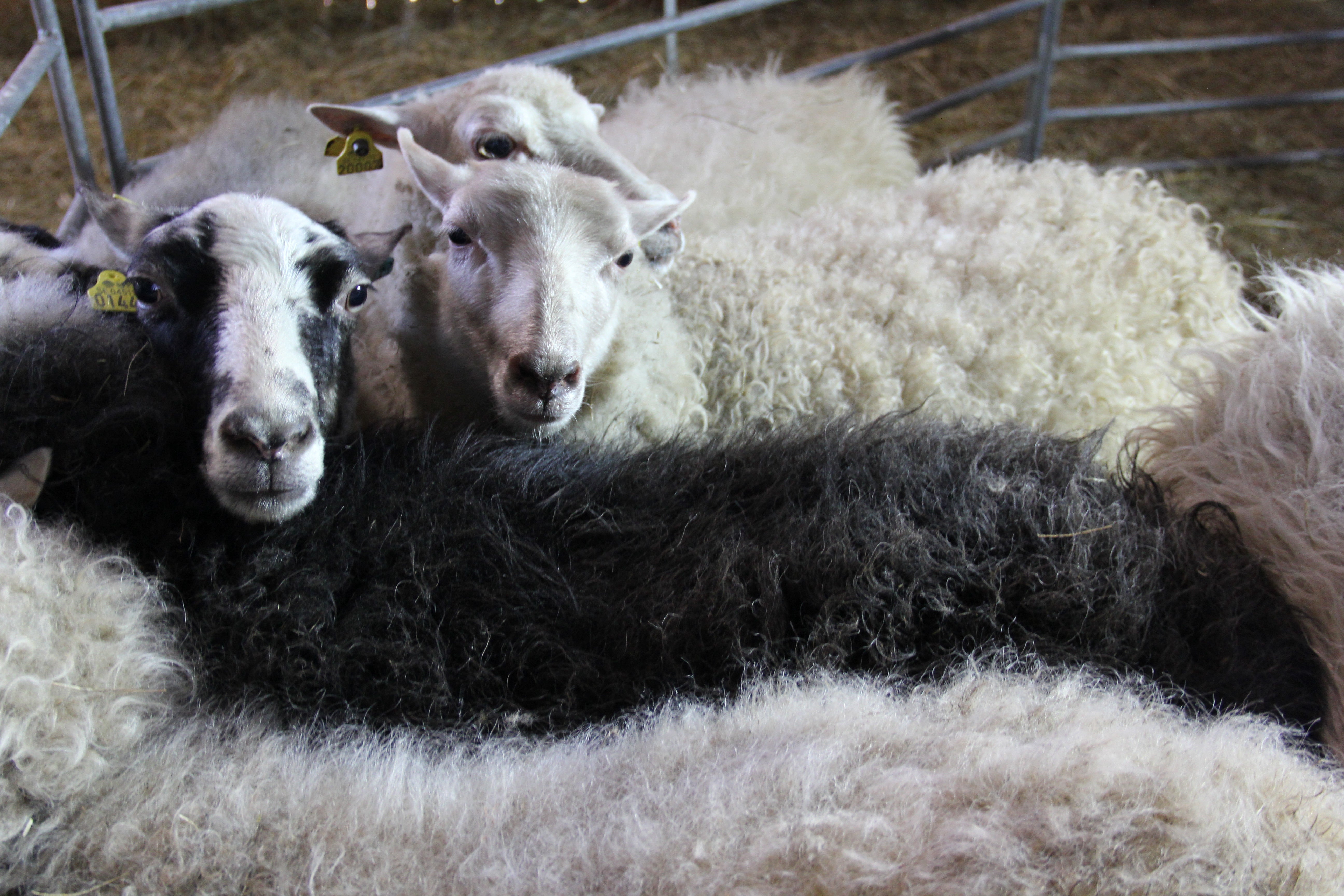 Johan Uhlås- en musikalisk fårklippare.