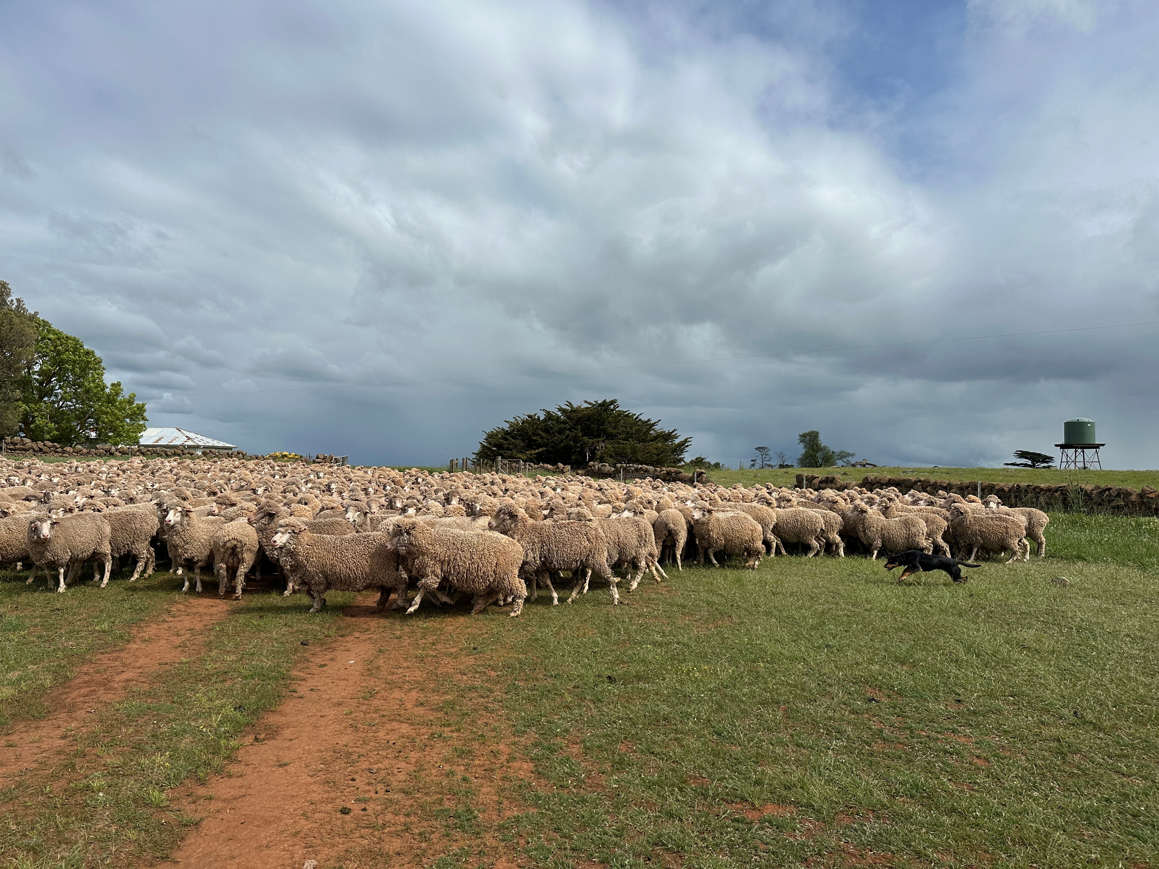 Kathrine Bain - Australiens super fårentreprenör.